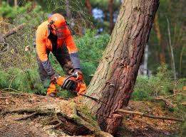 Best Tree Risk Assessment  in Labelle, FL